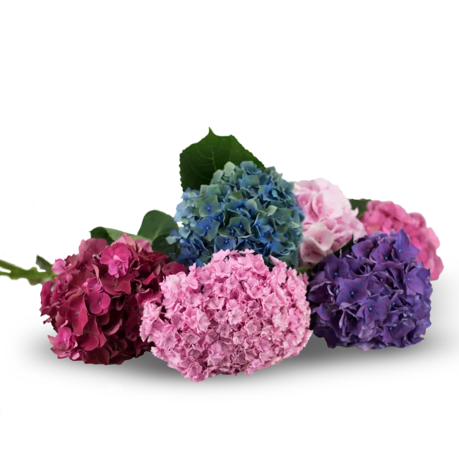 Hortenzie na přání